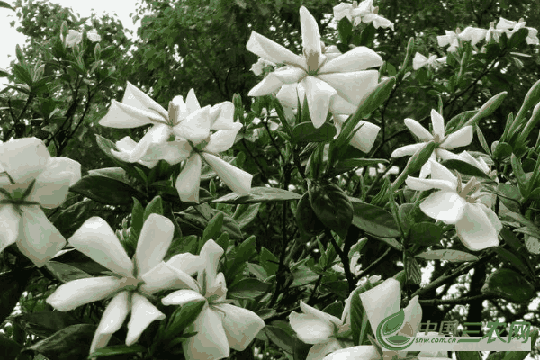 种植栀子花**适宜的生长环境 栀子花生长对环境的要求